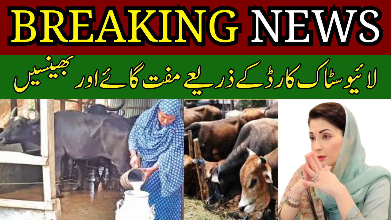 Free Cows and Buffaloes to Divorced women and Widows